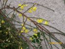 jasminum_nudiflorum_1562.JPG