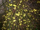 Nom du fichier=jasminum_nudiflorum_537.JPG
Taille du fichier=154Ko
Dimensions : 699x524
Ajouté le : 28 Décembre 2012 jasminum_nudiflorum_537.JPG