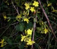 jasminum_nudiflorum_I0016.JPG