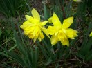 jonquilles_029.JPG