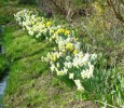 jonquilles_06.JPG