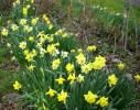 jonquilles_I4022.JPG