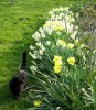 Nom du fichier=jonquilles__38.JPG
Taille du fichier=186Ko
Dimensions : 615x700
Ajouté le : 03 Avril 2013 jonquilles__38.JPG
