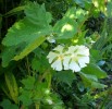 Nom du fichier=kitaibelia_vitifolia_284.JPG
Taille du fichier=168Ko
Dimensions : 699x678
Ajouté le : 27 Août 2012 kitaibelia_vitifolia_284.JPG