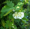 kitaibelia_vitifolia_284.JPG