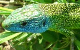Nom du fichier=lézard_vert_0104.JPG
Taille du fichier=105Ko
Dimensions : 699x448
Ajouté le : 18 Avril 2010 lézard_vert_0104.JPG