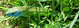 Nom du fichier=lézard_vert_104.JPG
Taille du fichier=79Ko
Dimensions : 699x253
Ajouté le : 18 Avril 2010 lézard_vert_104.JPG