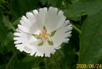 Nom du fichier=lavatère_blanc_958.JPG
Taille du fichier=39Ko
Dimensions : 428x292
Ajouté le : 24 Juin 2008 lavatère_blanc_958.JPG