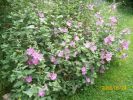 Nom du fichier=lavatère_rose_955.JPG
Taille du fichier=80Ko
Dimensions : 438x328
Ajouté le : 24 Juin 2008 lavatère_rose_955.JPG