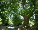 lavoir_430.JPG