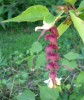 Nom du fichier=lespedeza_thunbergii_DSCI2925.JPG
Taille du fichier=140Ko
Dimensions : 589x699
Ajouté le : 03 Septembre 2013 lespedeza_thunbergii_DSCI2925.JPG