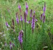 liatris_spicata_261.JPG