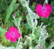 lichnis_coronaria_I3697.JPG