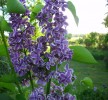 lilas_sensation_I3480.JPG