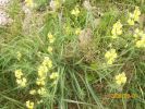 linaires_1336.JPG