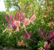 lonicera_belgica_I3701.JPG