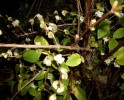 lonicera_fragantisima_61.JPG