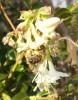 lonicera_fragantisima_abeilleI0880.JPG