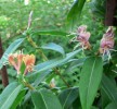 lonicera_henrii_I3698.JPG