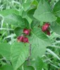 lonicera_involucrata_I3596.JPG