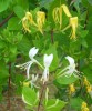 lonicera_japonica_I3704.JPG