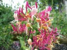 lonicera_periclymenum_belgica_2561.JPG