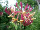 lonicera_periclymenum_belgica_2562.JPG