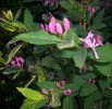 lonicera_tatarica_I3523.JPG