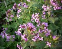lunaria_71.JPG