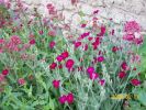 lychnis_coronaria_893.JPG