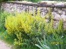 lysimachia_923.JPG