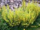 lysimachia_924.JPG