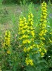 Nom du fichier=lysimachia_puntata_84.JPG
Taille du fichier=180Ko
Dimensions : 594x800
Ajouté le : 13 Juillet 2013 lysimachia_puntata_84.JPG
