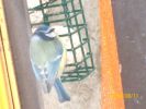 Nom du fichier=mésange_bleue_1620.JPG
Taille du fichier=65Ko
Dimensions : 449x336
Ajouté le : 17 Décembre 2008 mésange_bleue_1620.JPG
