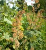 Nom du fichier=macleaya_74.JPG
Taille du fichier=194Ko
Dimensions : 699x768
Ajouté le : 13 Juillet 2013 macleaya_74.JPG
