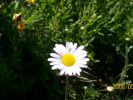 marguerite_441.JPG