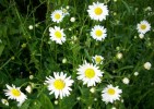 marguerites_I0270.JPG