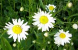 marguerites___I0270.JPG