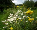 marguerites_achillees_40.JPG