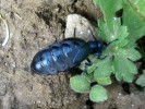 Nom du fichier=meloe_proscarabeus_39.JPG
Taille du fichier=128Ko
Dimensions : 699x524
Ajouté le : 05 Avril 2010 meloe_proscarabeus_39.JPG