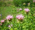 monardes_I0557.JPG