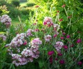 Nom du fichier=mozart_et_lichnis_coronaria_DSCI4073.JPG
Taille du fichier=220Ko
Dimensions : 700x582
Ajouté le : 19 Juillet 2016 mozart_et_lichnis_coronaria_DSCI4073.JPG