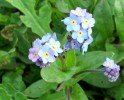 myosotis_070.JPG