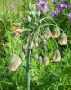 nectaroscordum_siculum_2060.JPG