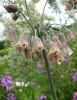 nectaroscordum_siculum_773.JPG