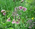 nectaroscordum_siculum_I3604.JPG