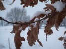 Nom du fichier=neige_chêne_I0829.JPG
Taille du fichier=114Ko
Dimensions : 699x524
Ajouté le : 01 Décembre 2010 neige_chêne_I0829.JPG