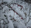 neige_cotoneaster_I0812.JPG