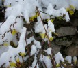 Nom du fichier=neige_jasminum_I0815.JPG
Taille du fichier=169Ko
Dimensions : 699x610
Ajouté le : 01 Décembre 2010 neige_jasminum_I0815.JPG