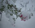 Nom du fichier=neige_mozart_I0810.JPG
Taille du fichier=130Ko
Dimensions : 698x570
Ajouté le : 01 Décembre 2010 neige_mozart_I0810.JPG